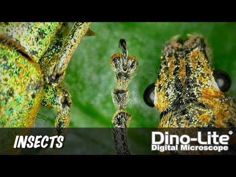 Aplicaciones de Dino-Lite: Insectos y Entomología